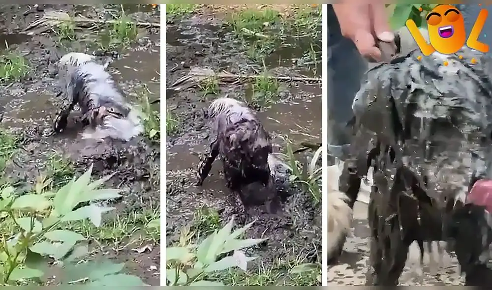 La escena sumó alrededor de dos millones de reproducciones. Foto: captura de TikTok La escena sumó alrededor de dos millones de reproducciones. Foto: captura de TikTok