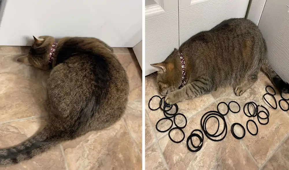 Una joven vio que su mascota estaba tirada y con la pata estirada para sacar algo debajo de la lavadora; sin embargo, no imaginó que se iba a llevar una sorpresa. Foto: Anne Tam/ Facebook