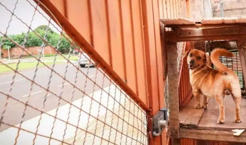Miles de usuarios han quedado cautivados al conocer esta curiosa historia. Foto: captura de Facebook