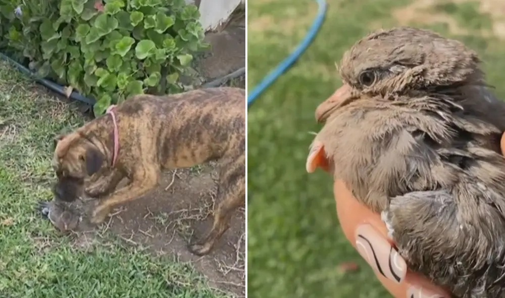 El video publicado en redes sociales ha conseguido miles de reproducciones. Foto: captura de TikTok