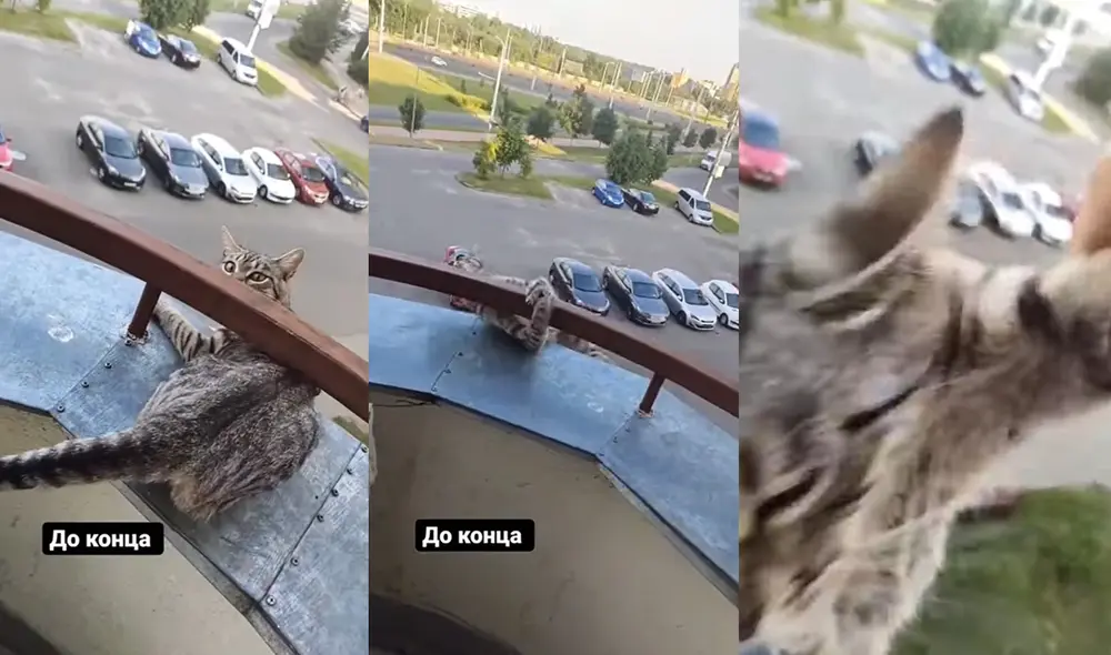 El gatito estuvo a punto de caer, pero se agarró a la baranda. Foto: captura de YouTube