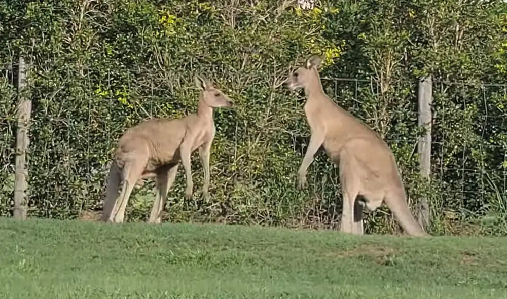 Ambos animales empezaron a atacarse con sus garras. Foto: captura de YouTube