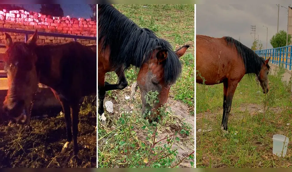 Yegua fue puesta a buen recaudo en la dependencia del Departamento de Caballería. Foto: Composición La República / PNP