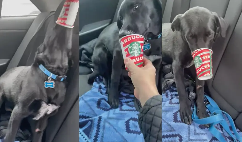 El perrito fue apoyado por su dueña cuando tomaba su bebida favorita. Foto: captura de YouTube