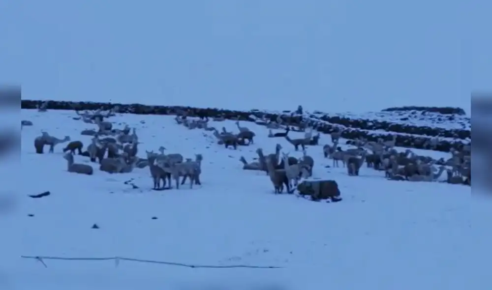 Mortalidad entre camélidos sudamericanos incrementó en las últimas horas. Foto: Captura video cortesía