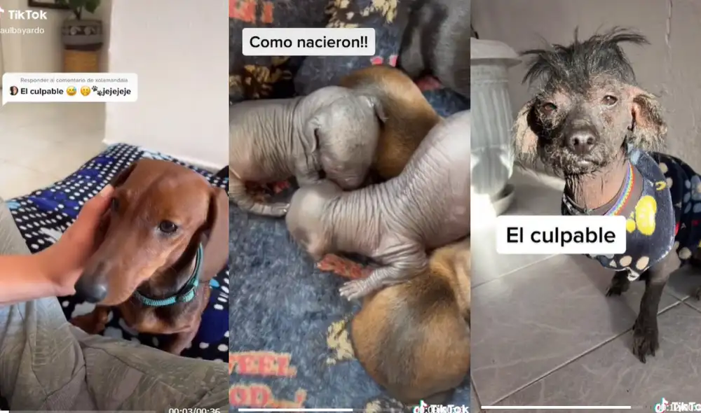 Miles de usuarios quedaron sorprendidos al conocer al verdadero ‘padre’ de los ocho cachorritos. Foto: captura de TikTok
