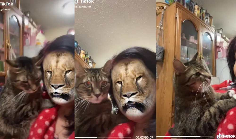 El gatito se apartó rápidamente de su cuidadora y volvió a ver de nuevo su rostro para corroborar quién estaba con él. Foto: captura de TikTok