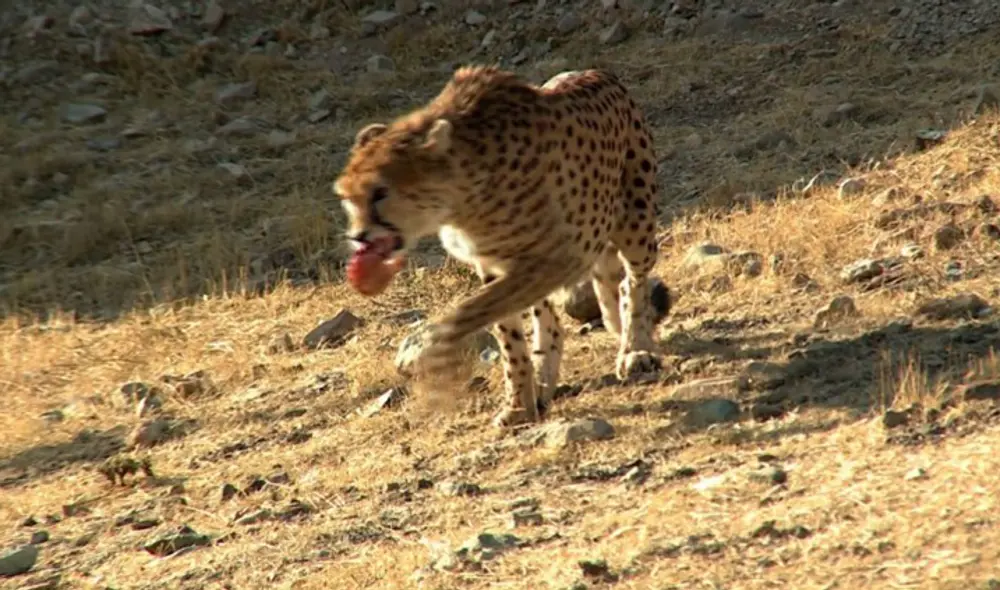 Con el apoyo de Naciones Unidas, Irán puso en marcha un programa de protección de los guepardos en 2001. Foto: AFP