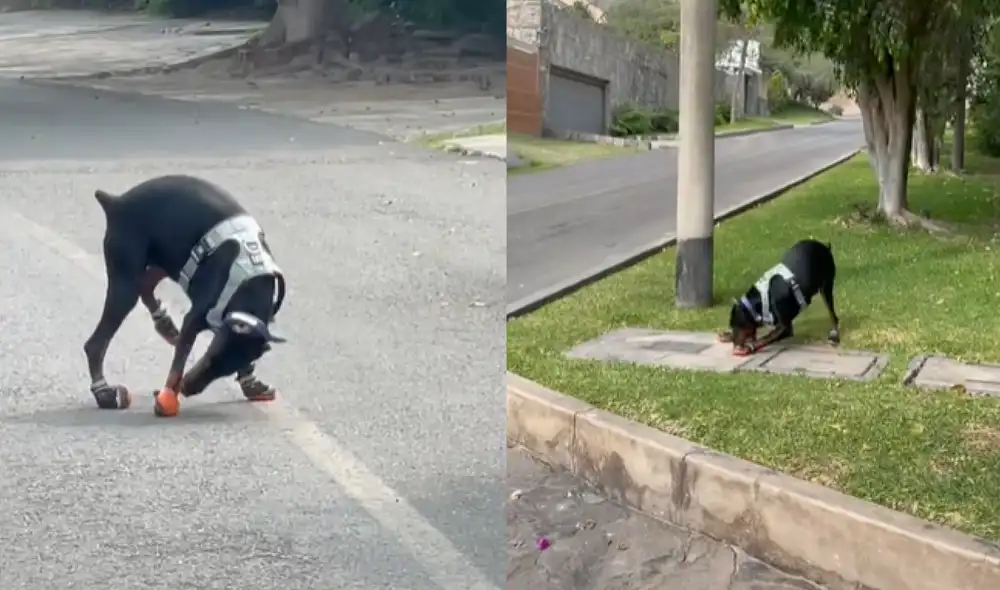 A cada oportunidad, la mascota trataba de liberarse del calzado. Foto: captura de TikTok