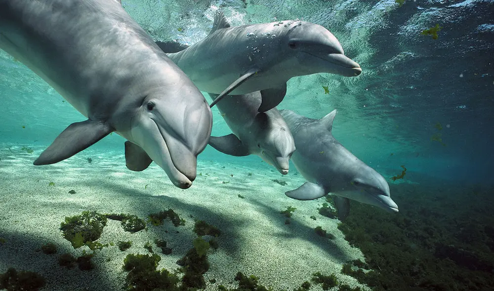 Los científicos descubrieron que el clítoris en los delfines hembra tiene funciones similares al de las humanas. Foto: Minden Pictures