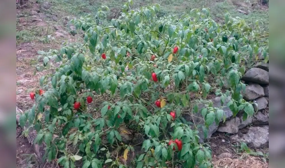 Agricultores también recibirán abonos y semillas. Foto: Devida