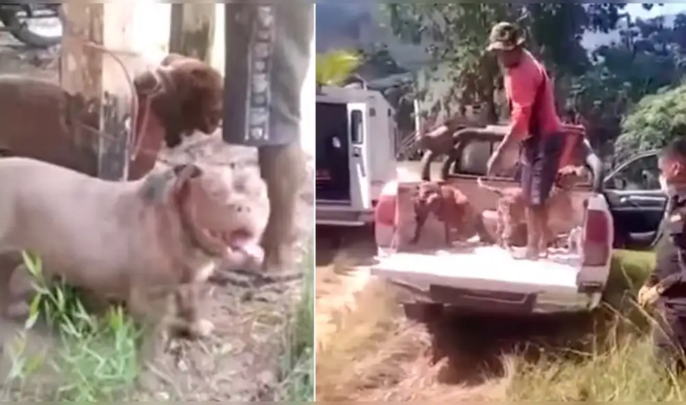 Canes y dueño fueron llevados a la comisaría de Jepelacio. Foto: captura/VIA Televisión Canes y dueño fueron llevados a la comisaría de Jepelacio. Foto: captura/VIA Televisión