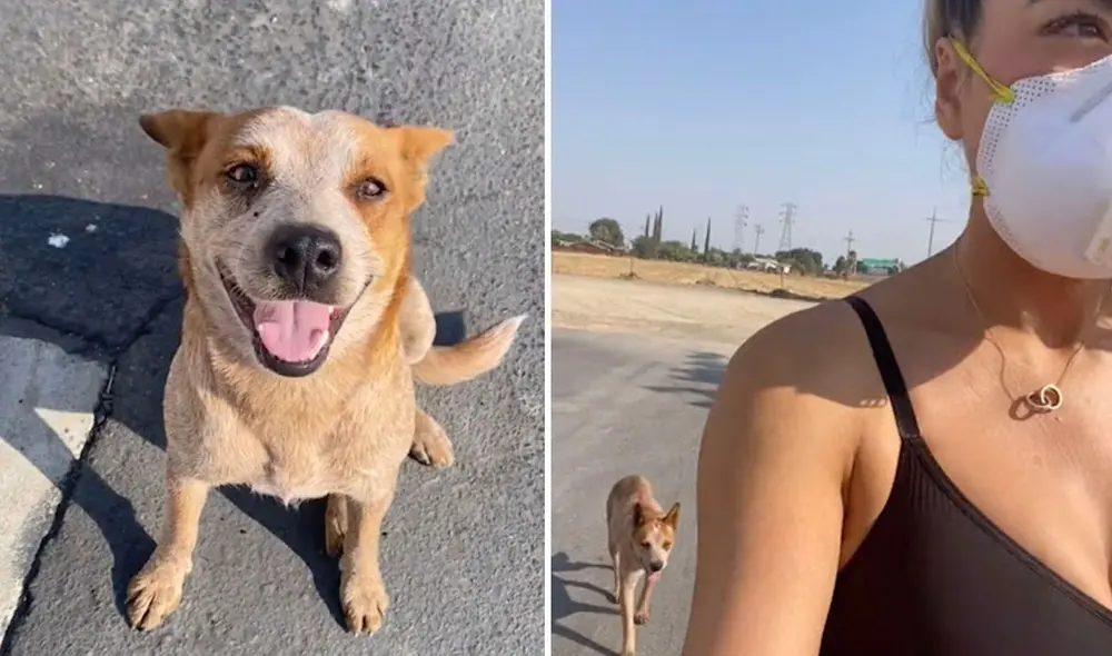 Miles de usuarios en las redes sociales quedaron conmovidos con esta historia. Foto: captura de Facebook