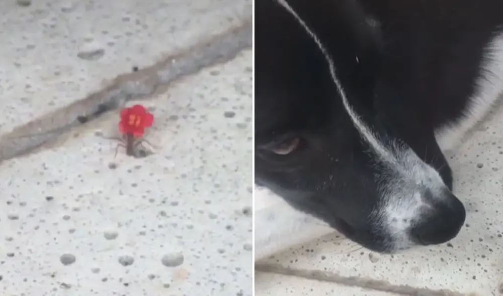 El can no se percató de la presencia de la hormiga y pasó encima de ella. Foto: captura de TikTok
