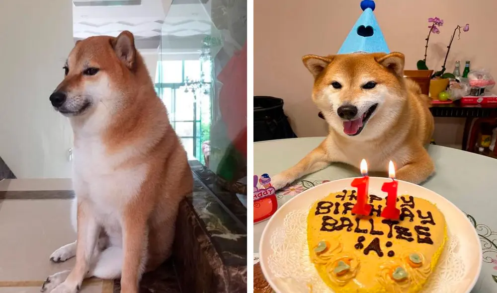 Desde el 2017, el rostro de Balltze ha sido utilizado para divertidos memes que hicieron crecer su popularidad en las redes sociales. Foto: Balltze/ Instagram