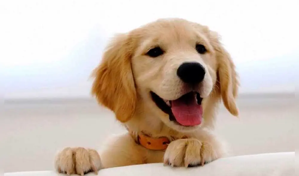 Los perros muestran patrones que indican felicidad y también un sonido que corresponde a su "risa". Foto: referencial