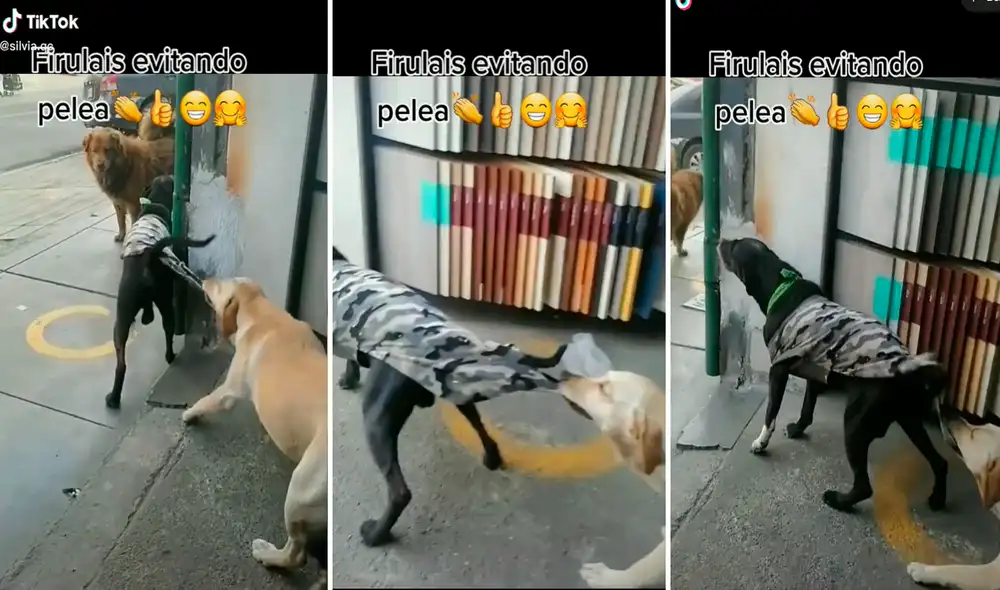 El perrito quiso detener la pelea de su compañero con otra mascota y comenzó a jalarlo de su ropa. Foto: captura de TikTok