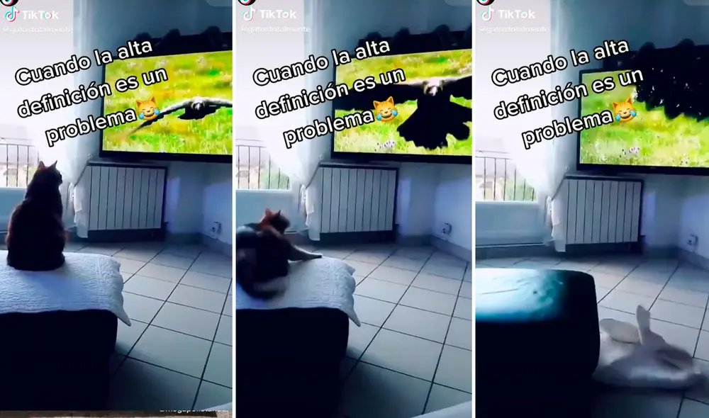 El gato se llevó el susto de su vida al creer que iba a ser atacado por el ave. Foto: captura de TikTok