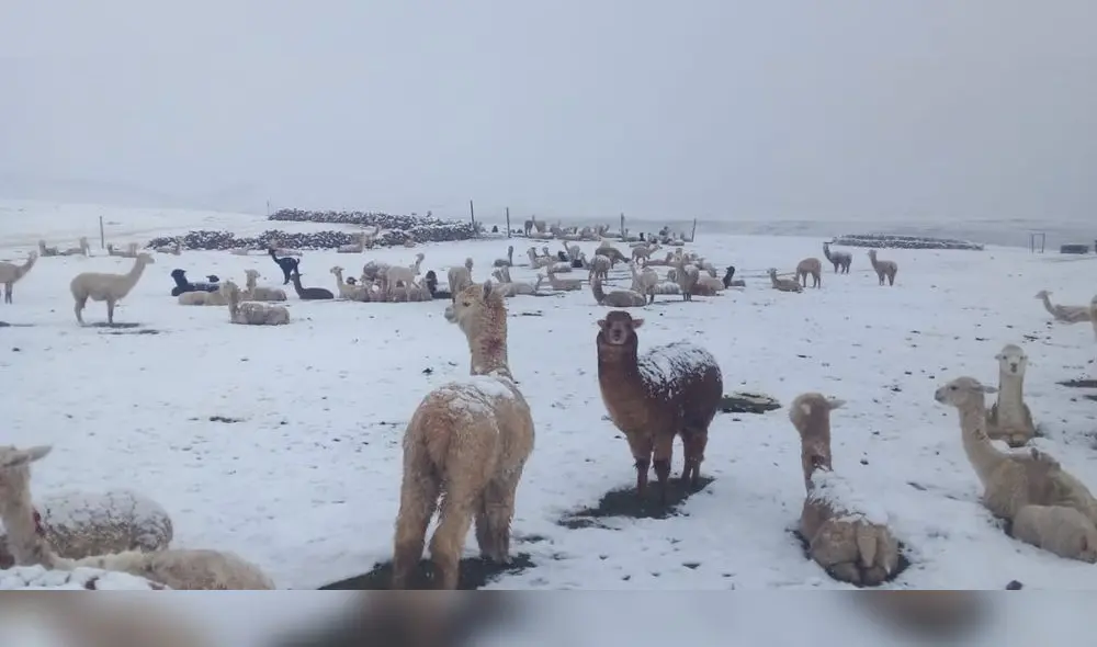 Las nevadas, granizada y lluvia continuarán en el altiplano. Foto: COER Puno