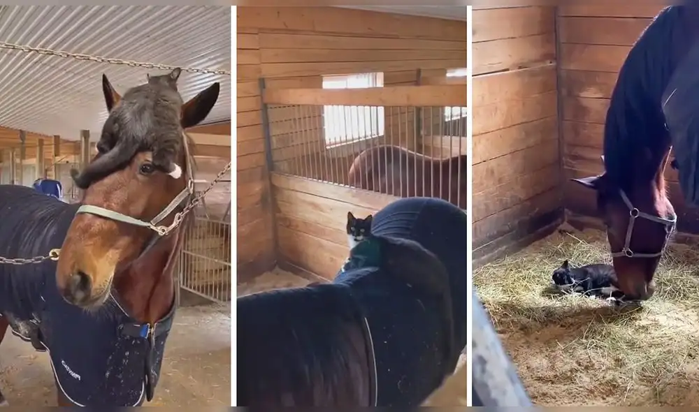 La escena consiguió alrededor de cuatro millones de reproducciones en TikTok. Foto: captura de TikTok La escena consiguió alrededor de cuatro millones de reproducciones en TikTok. Foto: captura de TikTok