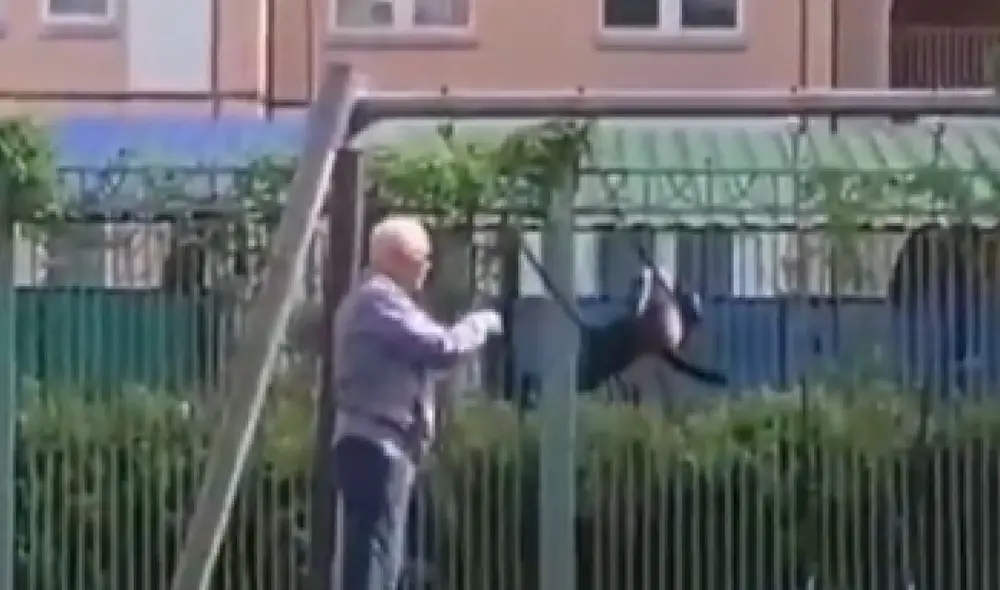 El dueño balanceó varias veces al minino para que pueda moverse por largo rato. Foto: captura de TikTok