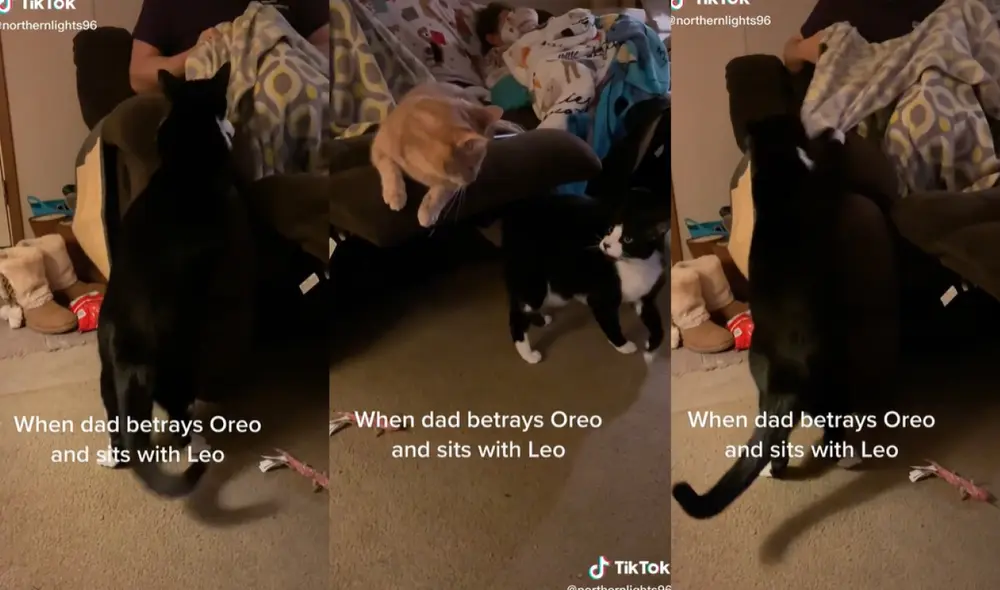 El gatito mordió la manta con la que se estaba cubriendo su dueño. Foto: captura de TikTok