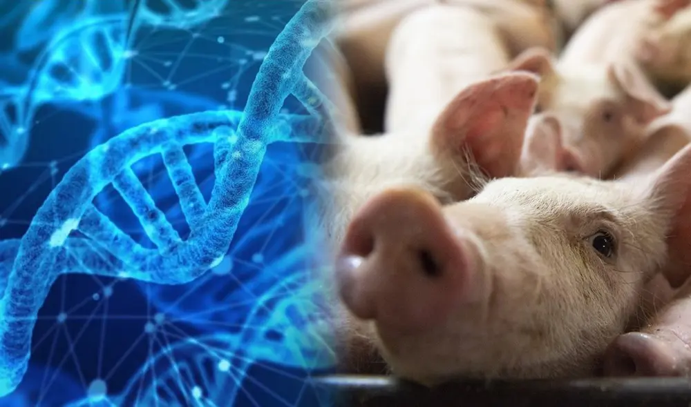 Revivicor lleva operando desde 2003 en el rubro de los xenotrasplantes, la ciencia de implantación de órganos de especies distintas en el cuerpo humano. Foto: composición La República / AFP