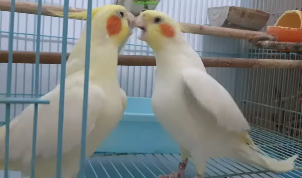 Pájaros protagonizan una pelea después de que uno de ellos intentó picotear al otro. Foto: captura de YouTube Pájaros protagonizan una pelea después de que uno de ellos intentó picotear al otro. Foto: captura de YouTube