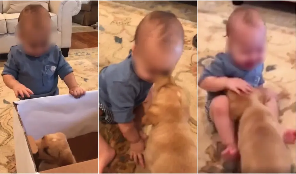 Padres sorprenden a su bebé con un cachorro y ambos se vuelven mejores amigos. Foto: captura de TikTok