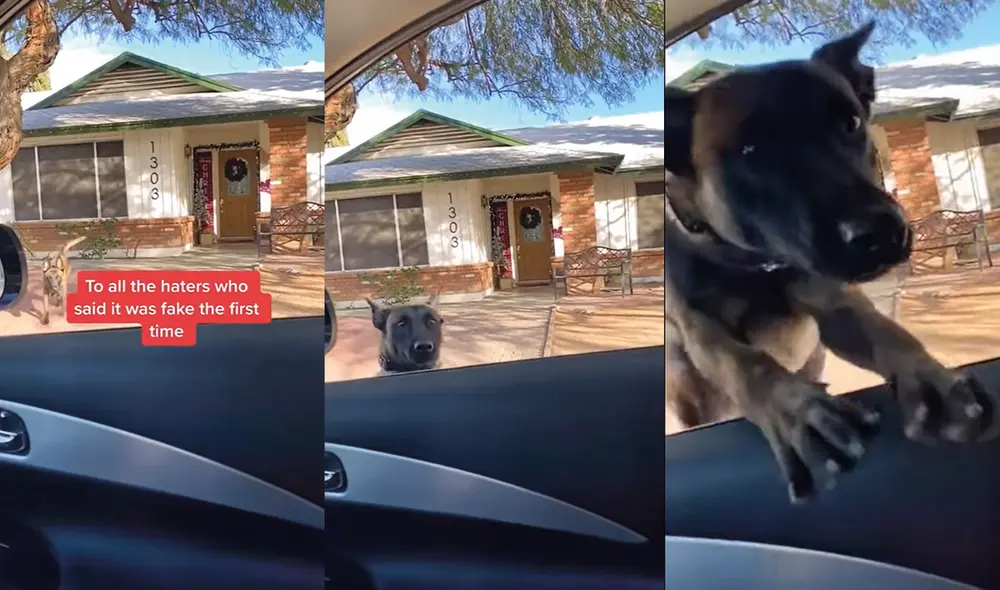 Esta es la forma de darle la bienvenida a su cuidador. Foto: captura de YouTube