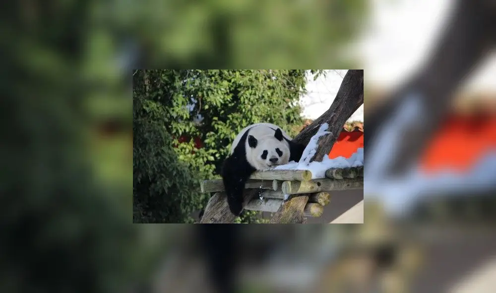 Mediante dos métodos distintos, los científicos concluyeron que sí es posible reconocer una gran variedad de animales solo con ADN del aire. Foto: EFE