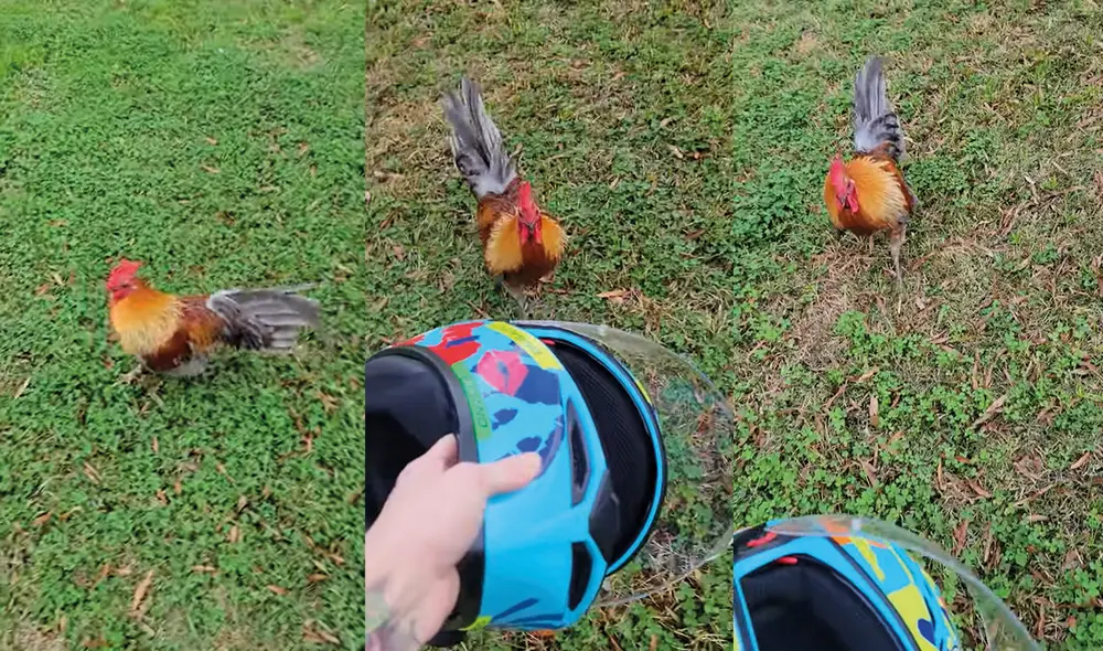 La mujer sacó su casco para evitar que la atacara. Foto: captura de YouTube