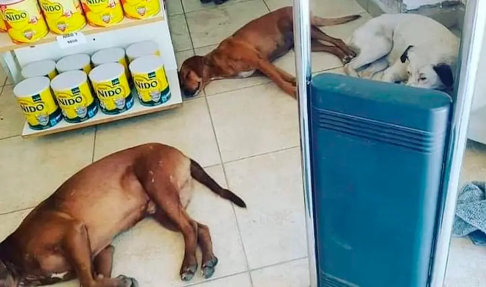 Las altas temperaturas no solo afectan a los humanos, sino también a los animales, por lo que la farmacia dejó a los perros refrescarse con el aire acondicionado. Foto: captura de Facebook