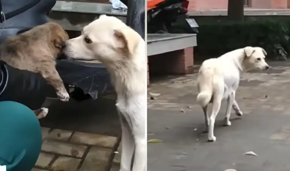 La escena se viralizó de inmediato en redes sociales y logró obtener miles de reproducciones. Foto: captura de TikTok