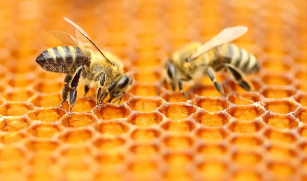 ¿Sabías que la vida de una abeja es de aproximadamente 50 días? Entonces, ¿cuántas se necesitan para conseguir un kilo de miel? Foto: GLR