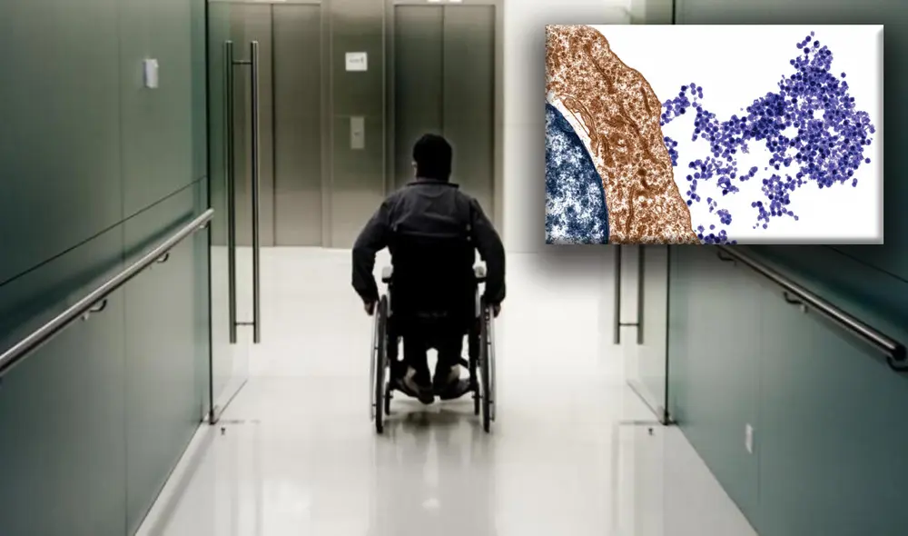 Un paciente de esclerosis múltiple postrado en silla de ruedas. A la derecha, el virus de Epstein-Barr, que se muestra emergiendo de una célula B. Foto: composición/Pedro Madueño/Steve Gschmeissner Un paciente de esclerosis múltiple postrado en silla de ruedas. A la derecha, el virus de Epstein-Barr, que se muestra emergiendo de una célula B. Foto: composición/Pedro Madueño/Steve Gschmeissner