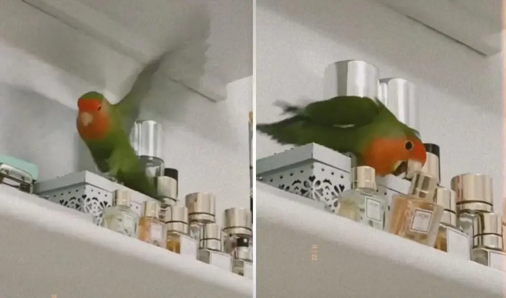 La joven de usuario @raizacf_ suele subir videos al lado de su mascota, quien realiza travesuras para captar la atención de su dueña. Foto: captura de TikTok La joven de usuario @raizacf_ suele subir videos al lado de su mascota, quien realiza travesuras para captar la atención de su dueña. Foto: captura de TikTok