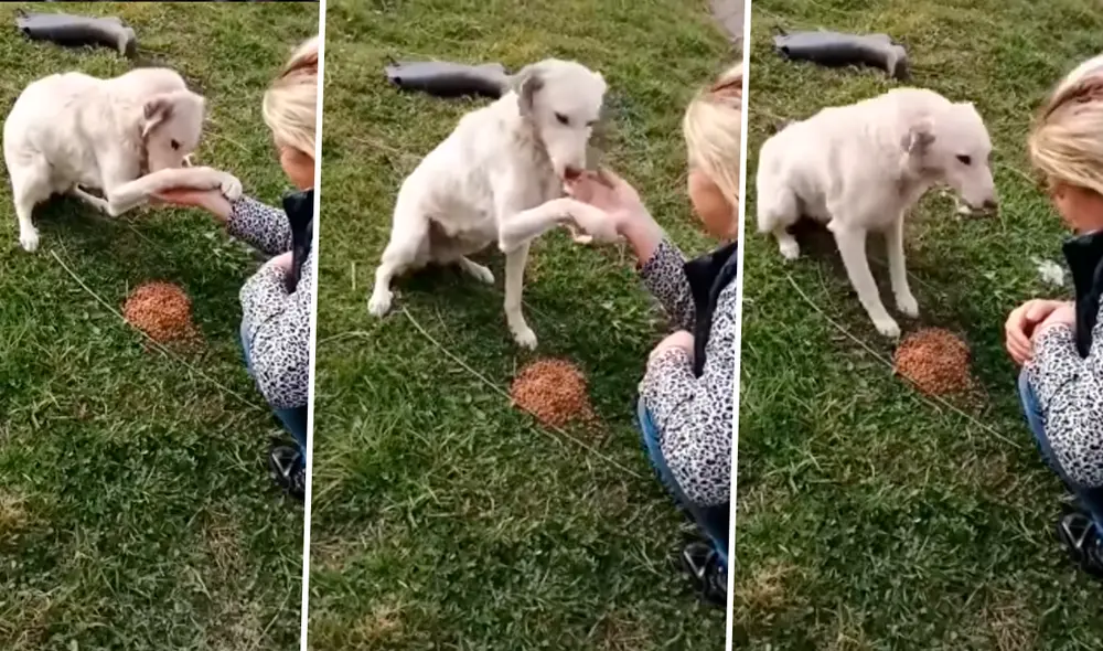 La muestra de agradecimiento del canino reúne más de 18 millones de reproducciones en Facebook. Foto: captura Facebook / Jhoan Lopez / composición LR