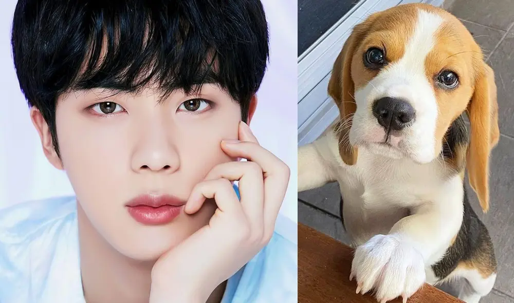 Jin de BTS hace donaciones constantes para promover el rescate de animales en Corea del Sur. Foto: composición La República/BIGHIT/Kara