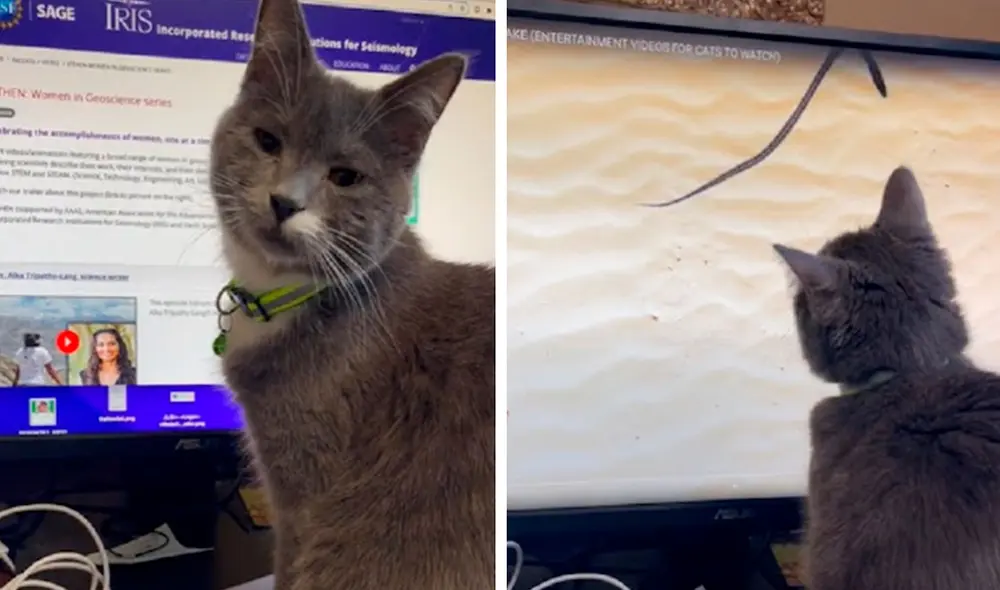 Para mantener ocupada a su querida mascota, ella siguió un consejo de su jefe y le puso videos de serpientes en su monitor. Foto: captura de Facebook