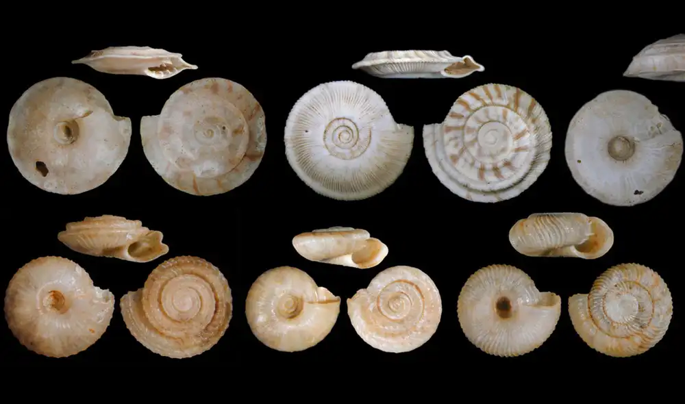 Conchas de caracoles terrestres de Rurutu (Islas Australes, Polinesia Francesa) extintas antes de que fueran recolectadas y descritas científicamente. Foto: O. Gargominy, A. Sartori. Conchas de caracoles terrestres de Rurutu (Islas Australes, Polinesia Francesa) extintas antes de que fueran recolectadas y descritas científicamente. Foto: O. Gargominy, A. Sartori.