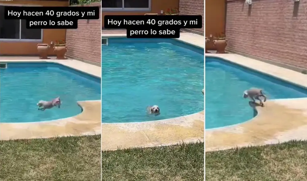El joven de usuario @zukwaan comparte los momentos que vive con su mascota, un perro que sigue cautivando a miles en las redes. Foto: captura de TikTok