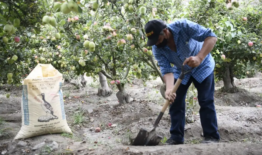 Permitió abonar a más de 44.000 hectáreas de cultivos. Foto: Midagri