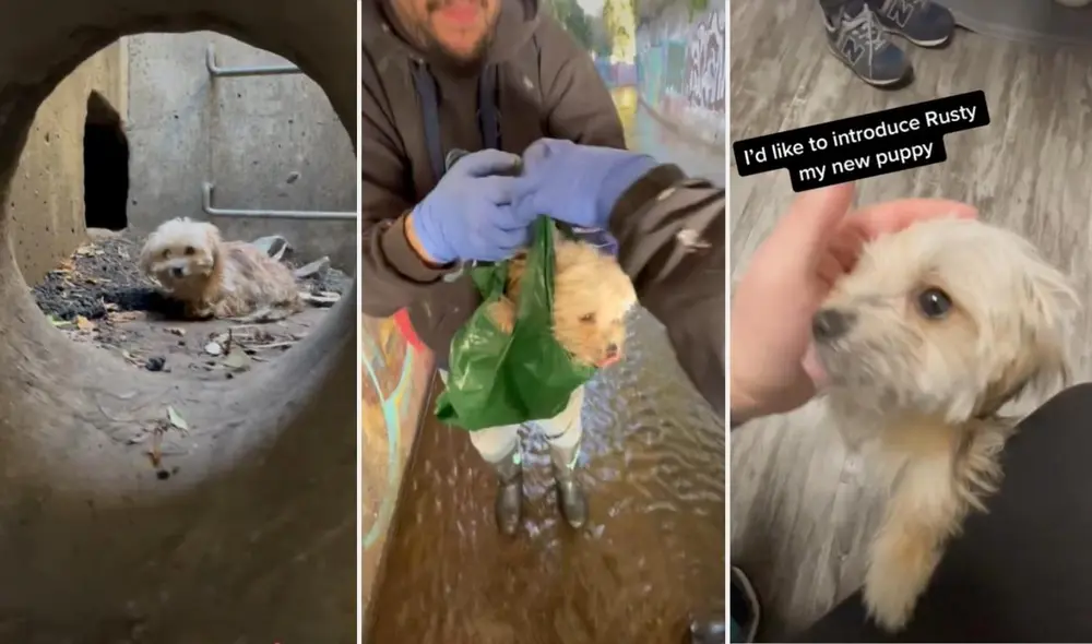 La escena compartida en redes logró obtener más de 17 millones de reproducciones, 3 millones de 'me gusta' y 25.000 comentarios en pocos días. Foto: captura de TikTok