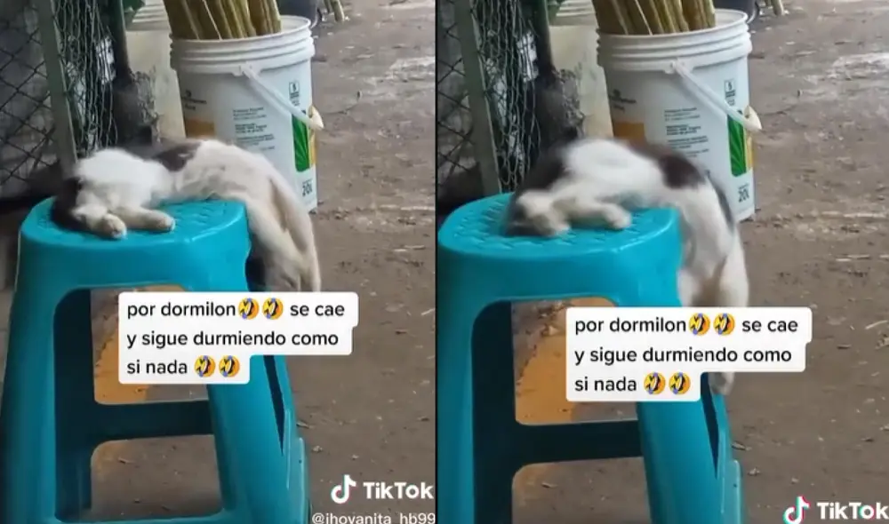 Luego de caerse el felino volvió a dormir como si nada hubiese pasado. Foto: captura de TikTok
