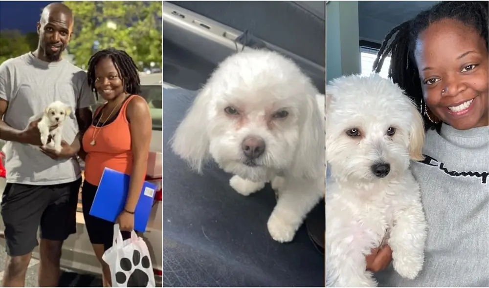 Lleva a su cachorro a la veterinaria y le devolvieron un perro adulto que no era suyo. Foto: captura de Facebook.