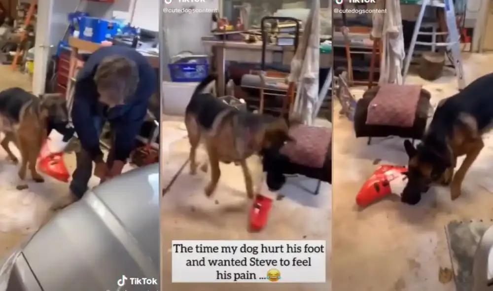 El can no quiso quedar adolorido solito, por ello decidió hacerle lo mismo a su dueño con el zapato que lo lastimó. Foto: captura de TikTok