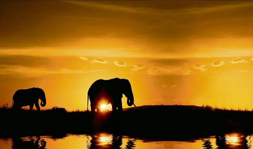 Descubre las peculiaridades de uno de los animales más colosales del planeta AQUÍ. Foto: bettermindscoaching.com