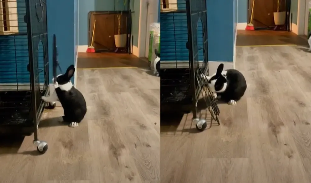 El video del travieso conejito cuenta con más de 515.000 visualizaciones. Foto: captura de TikTok