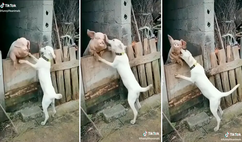 Usuarios en redes sociales se mostraron conmovidos con la tierna escena. Foto: captura de TikTok